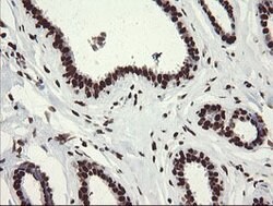 APEX1 Mouse anti-Human, Clone: OTI6E10, lyophilized, TrueMAB 100 &mu;g;