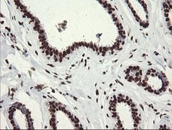 APEX1 Monoclonal Antibody (OTI6E10), TrueMAB , OriGene 100 &mu;L; Unconjugated:Antibodies,