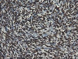 APEX1 Monoclonal Antibody (OTI6E10), TrueMAB , OriGene 100 &mu;L; Unconjugated:Antibodies,