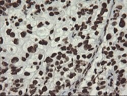 APEX1 Mouse anti-Human, Clone: OTI6E10, lyophilized, TrueMAB 100 &mu;g;