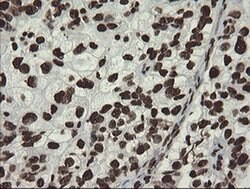 APEX1 Monoclonal Antibody (OTI6E10), TrueMAB , OriGene 100 &mu;L; Unconjugated:Antibodies,