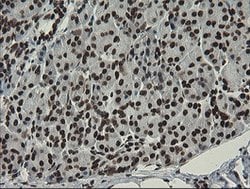 APEX1 Mouse anti-Human, Clone: OTI6E10, lyophilized, TrueMAB 100 &mu;g;
