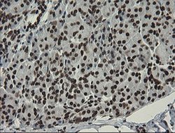 APEX1 Monoclonal Antibody (OTI6E10), TrueMAB , OriGene 100 &mu;L; Unconjugated:Antibodies,