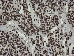 APEX1 Mouse anti-Human, Clone: OTI6E10, lyophilized, TrueMAB 100 &mu;g;