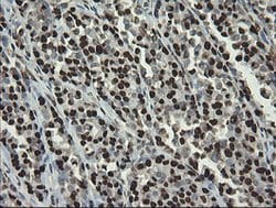 APEX1 Mouse anti-Human, Clone: OTI6E10, lyophilized, TrueMAB 100 &mu;g;