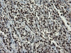 APEX1 Monoclonal Antibody (OTI6E10), TrueMAB , OriGene 100 &mu;L; Unconjugated:Antibodies,