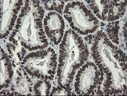 APEX1 Mouse anti-Human, Clone: OTI6E10, lyophilized, TrueMAB 100 &mu;g;