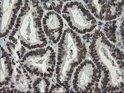 APEX1 Monoclonal Antibody (OTI6E10), TrueMAB , OriGene 100 &mu;L; Unconjugated:Antibodies,