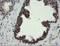 APEX1 Mouse anti-Human, Clone: OTI6E10, lyophilized, TrueMAB 100 &mu;g;