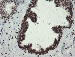 APEX1 Monoclonal Antibody (OTI6E10), TrueMAB , OriGene 100 &mu;L; Unconjugated:Antibodies,