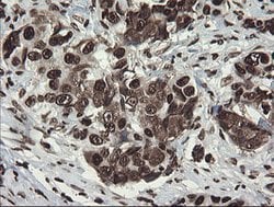 APEX1 Mouse anti-Human, Clone: OTI6E10, lyophilized, TrueMAB 100 &mu;g;