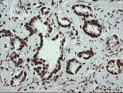 APEX1 Mouse anti-Human, Clone: OTI6E10, lyophilized, TrueMAB 100 &mu;g;