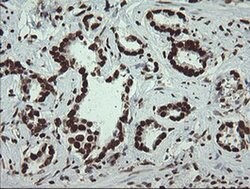 APEX1 Monoclonal Antibody (OTI6E10), TrueMAB , OriGene 100 &mu;L; Unconjugated:Antibodies,