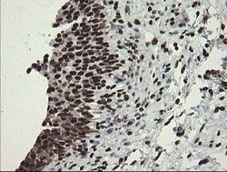 APEX1 Mouse anti-Human, Clone: OTI6E10, lyophilized, TrueMAB 100 &mu;g;