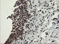 APEX1 Monoclonal Antibody (OTI6E10), TrueMAB , OriGene 100 &mu;L; Unconjugated:Antibodies,