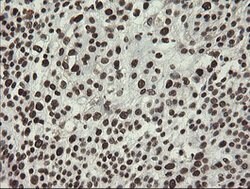 APEX1 Mouse anti-Human, Clone: OTI6E10, lyophilized, TrueMAB 100 &mu;g;