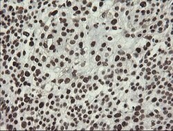 APEX1 Monoclonal Antibody (OTI6E10), TrueMAB , OriGene 100 &mu;L; Unconjugated:Antibodies,