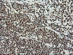 APEX1 Mouse anti-Human, Clone: OTI6E10, lyophilized, TrueMAB 100 &mu;g;