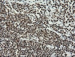 APEX1 Monoclonal Antibody (OTI6E10), TrueMAB , OriGene 100 &mu;L; Unconjugated:Antibodies,