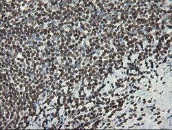 APEX1 Mouse anti-Human, Clone: OTI6E10, lyophilized, TrueMAB 100 &mu;g;