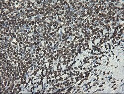 APEX1 Monoclonal Antibody (OTI6E10), TrueMAB , OriGene 100 &mu;L; Unconjugated:Antibodies,