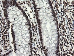 APEX1 Mouse anti-Human, Clone: OTI6E10, lyophilized, TrueMAB 100 &mu;g;