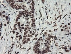 APEX1 Mouse anti-Human, Clone: OTI6E10, lyophilized, TrueMAB 100 &mu;g;