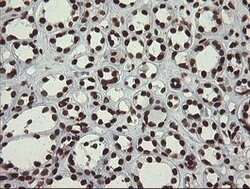 APEX1 Mouse anti-Human, Clone: OTI6E10, lyophilized, TrueMAB 100 &mu;g;