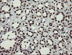 APEX1 Monoclonal Antibody (OTI6E10), TrueMAB , OriGene 100 &mu;L; Unconjugated:Antibodies,
