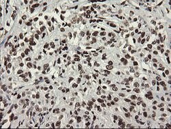 APEX1 Mouse anti-Human, Clone: OTI6E10, lyophilized, TrueMAB 100 &mu;g;