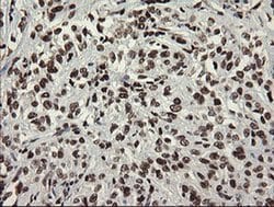 APEX1 Monoclonal Antibody (OTI6E10), TrueMAB , OriGene 100 &mu;L; Unconjugated:Antibodies,