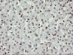 APEX1 Mouse anti-Human, Clone: OTI6E10, lyophilized, TrueMAB 100 &mu;g;