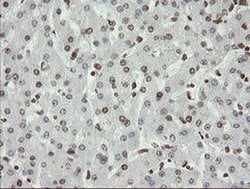 APEX1 Monoclonal Antibody (OTI6E10), TrueMAB , OriGene 100 &mu;L; Unconjugated:Antibodies,