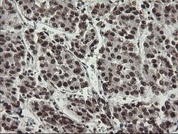 APEX1 Mouse anti-Human, Clone: OTI6E10, lyophilized, TrueMAB 100 &mu;g;