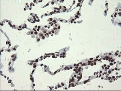 APEX1 Mouse anti-Human, Clone: OTI6E10, lyophilized, TrueMAB 100 &mu;g;