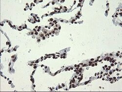 APEX1 Monoclonal Antibody (OTI6E10), TrueMAB , OriGene 100 &mu;L; Unconjugated:Antibodies,