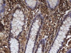 APEX1 Mouse anti-Canine, Human, Mouse, Rat, Clone: OTI4D9, lyophilized,