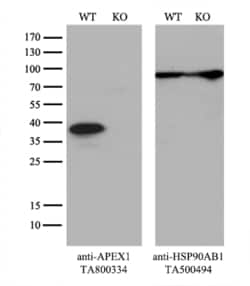 APEX1 Monoclonal Antibody (OTI6E10), TrueMAB , OriGene 30 &mu;L | Buy Online | Origene Technologies | Fisher Scientific