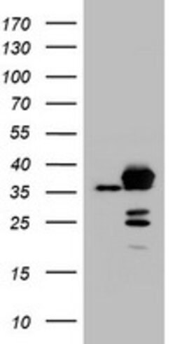 APEX1 Mouse anti-Canine, Human, Clone: OTI1H9, lyophilized, TrueMAB 100