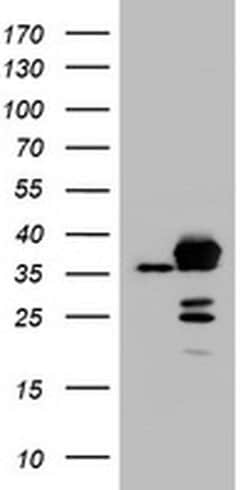 APEX1 Monoclonal Antibody (OTI1H9), TrueMAB , OriGene 100 &mu;L; Unconjugated:Antibodies,
