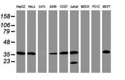 APEX1 Monoclonal Antibody (OTI1H9), TrueMAB , OriGene 100 &mu;L; Unconjugated:Antibodies,