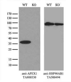 APEX1 Mouse anti-Canine, Human, Clone: OTI1H9, lyophilized, TrueMAB 100