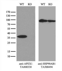 APEX1 Monoclonal Antibody (OTI1H9), TrueMAB , OriGene 100 &mu;L; Unconjugated:Antibodies,