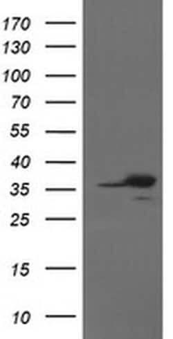 APEX1 Mouse anti-Human, Clone: OTI2A4, liquid, TrueMAB 100 &mu;L; Unconjugated:Antibodies,