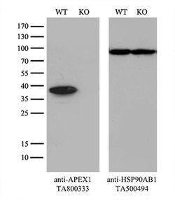 APEX1 Mouse anti-Human, Clone: OTI2A4, liquid, TrueMAB 100 &mu;L; Unconjugated:Antibodies,