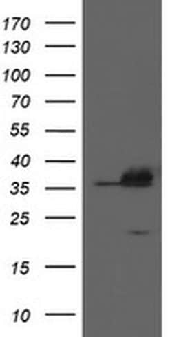 APEX1 Monoclonal Antibody (OTI6E10), TrueMAB , OriGene 100 &mu;L; Unconjugated:Antibodies,