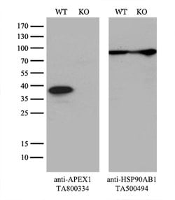 APEX1 Mouse anti-Human, Clone: OTI6E10, lyophilized, TrueMAB 100 &mu;g;