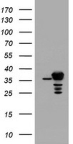 APEX1 Mouse anti-Canine, Human, Mouse, Rat, Clone: OTI4D9, lyophilized,