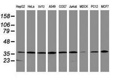 APEX1 Mouse anti-Canine, Human, Mouse, Rat, Clone: OTI4D9, lyophilized,