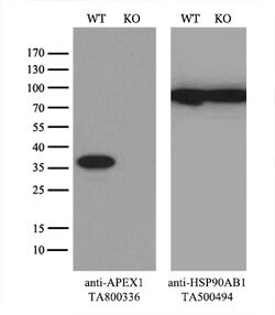 APEX1 Mouse anti-Canine, Human, Mouse, Rat, Clone: OTI4D9, lyophilized,